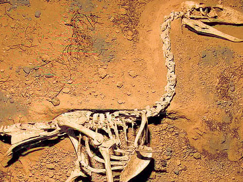 How ancient cattle herders avoided sleeping sickness
