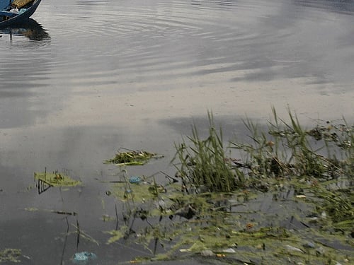 Wetland. Reuters photo for representation only