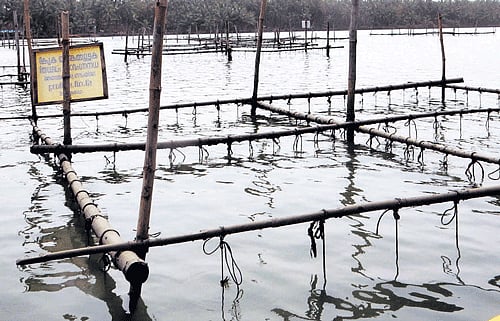 to build mussels Green mussel farms near Padanna, Kerala.