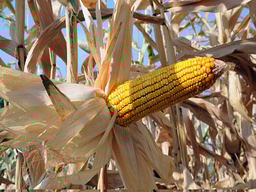 DH photo for representation only