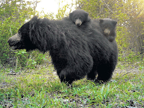 rough lands Sloth bears prefer areas with rugged terrains, which are usually unfit for agriculture and pasture. photo by ullas karanth/wcs