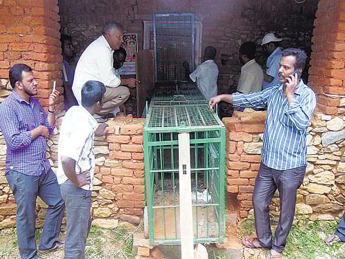 A cage kept outside a farmhouse where a leopard is holed up at Gollarahosahalli village in Channarayapatna taluk of Hassan district on Thursday. DH Photo