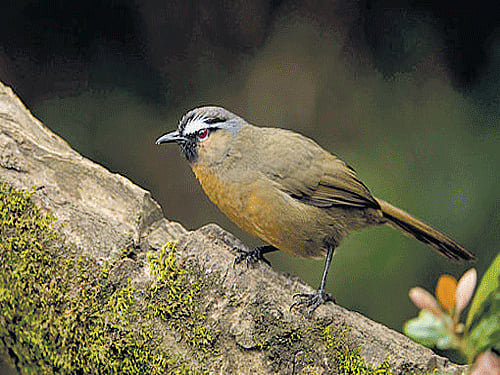 Laughing Thrush. Kalyan Varma