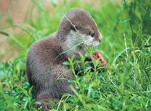 Conservation efforts have become imminent due to increasing human presence on both sides of the river and due to the threat of hunting by Bangladeshi immigrants.