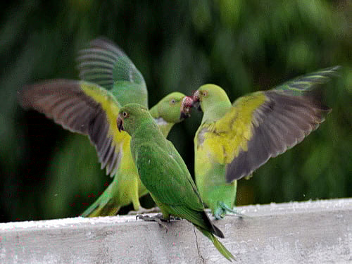 By examining gene expression patterns, the new study found that parrot brains are structured differently than the brains of songbirds and hummingbirds, which also exhibit vocal learning. DH file photo