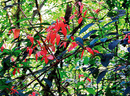 Adaptability Cinnamon species are dependent upon a natural forest habitat and therefore, cannot grow under the current notion of monoculture plantations as economic panacea. photos by author