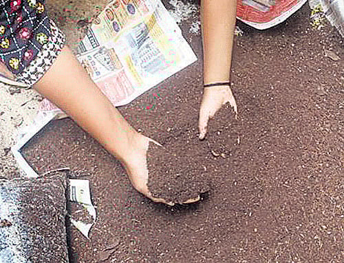 The compost formed from daily dump. DH Photo