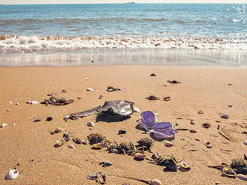 Today the crabs face newthreats, as the beaches and mud flats where they spawn drown under rising seas.