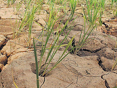 Crop loss, debt drive five farmers to suicide