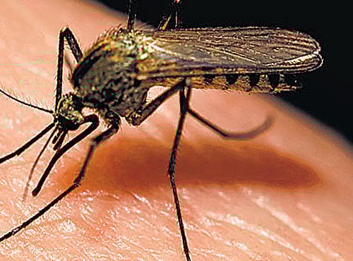 Mosquito. DH File Photo.
