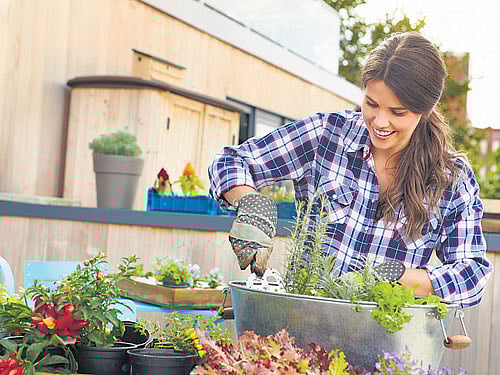 SIMPLE STEPS Start with easy-to-grow seeds and plants that can be found in any Indian kitchen.
