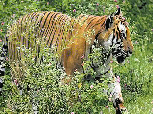 Carry a camera into forest, pay a lot more