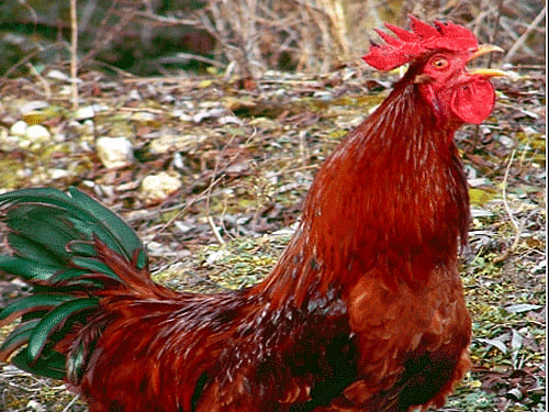 Roosters. DH File Photo.