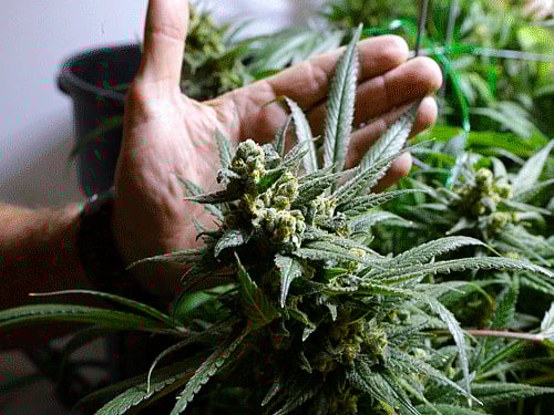 More than cattle smuggling, the enclaves are used for growing marijuana. AP File photo