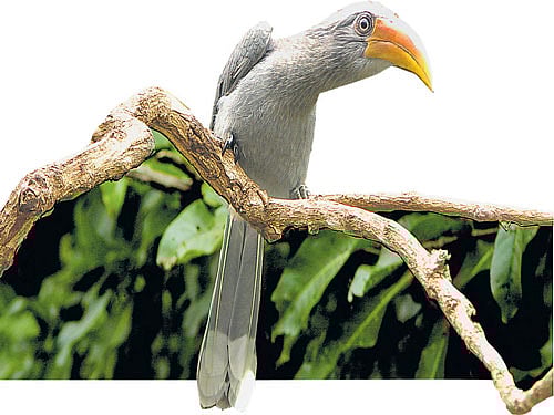 redesigned An Indian Grey Hornbill. photo by poornachandra tejaswi