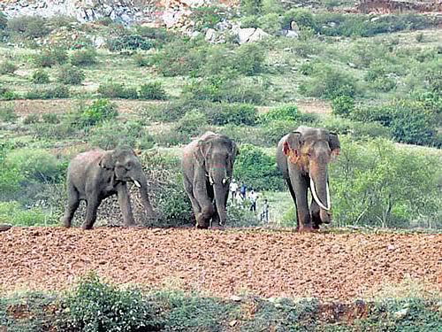 Farmers offer land for elephant corridor to avoid jumbo-size woes