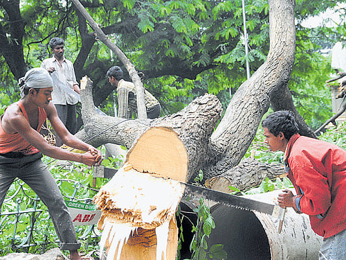 axing the future: According to Environmental Support Group, 50,000 trees were felled to widen a series of streets in the late 2000s. And between 2011 and 2014, 9,281 trees were felled for the City's metro and other road-widening projects. DH FILE PHOTO