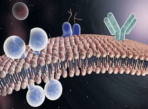 VITAL COMPONENT Phosphatidyl Serine plays a key role in cell cycle signalling. REPRESENTATIVE IMAGE