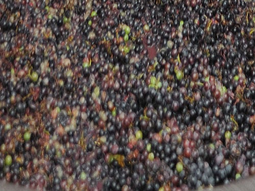 Winery Waste. DH File Photo for representation.