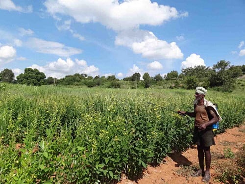 India is the lone user of DDT, though only in the malaria control programme, while rest of the world got rid of the chemical that has a lasting adverse impact on the environment. DH file photo