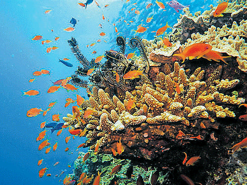 Australia becomes a favourite Indian holiday