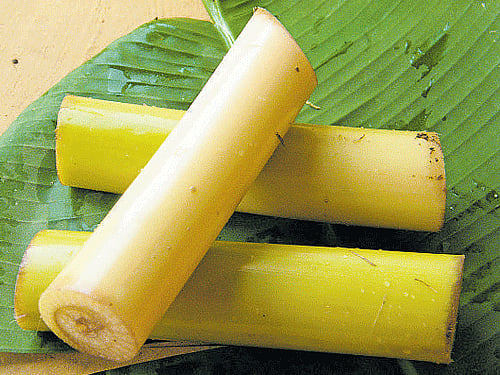 The wonders of banana stems