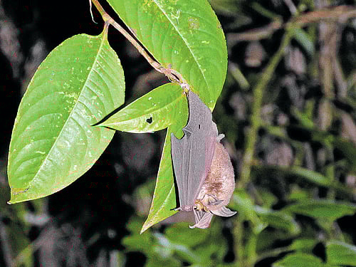 Children aged 12 to 15 should be offered a Covid vaccine, the UK's chief medical officers (CMOs) have decided.