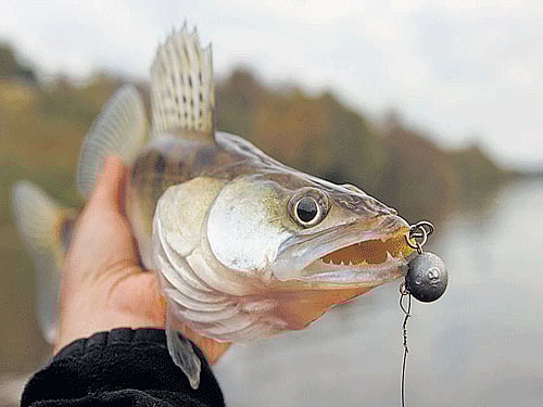 M'luru researchers develop FISH test to diagnose malaria