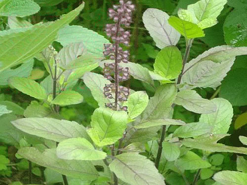 The plant synthesises a wide range of bioactive compounds, known for their anti-bacterial, anti-fungal, anti-pyretic and anti-cancer properties. Image courtesy: Facebook