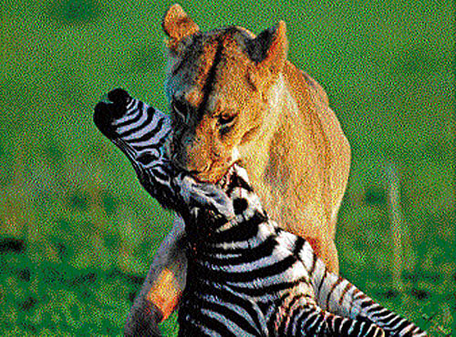 Easy prey Predators tend to target the young.