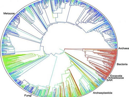 Tens of thousands of smaller trees have been built over the years for select branches of the tree of life some containing upwards of 100,000 species but this is the first time those results have been combined into a single tree that encompasses all of life, the study said. Image Courtesy: Twitter