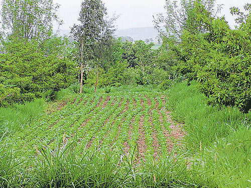An integrated farm. PHOTO BY BMKEDARNATH & ANITHA PAILOOR
