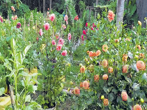 Dahlia, colloquially called as dere hoovu, is a popular flower during the showers in Malnad. Photo by author