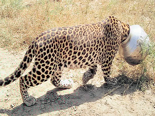 A leopard whose head was stuck in a vessel was relieved of its ordeal after 10 hours. &#8200;PHOTO: SPECIAL&#8200;ARRANGEMENT