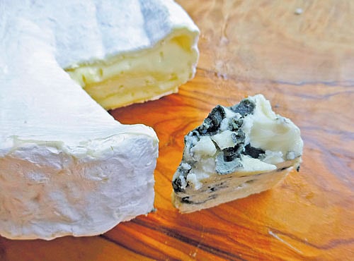 NEW IDENTITIES Biologists studying moulds used in cheese-making found that they have acquired large amounts of DNA from other species. PHOTO CREDIT: ANDREW SCRIVANI & TATIANA GIRAUD/NYT