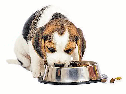 Mars unveils pet food 'Eukanuba' in India