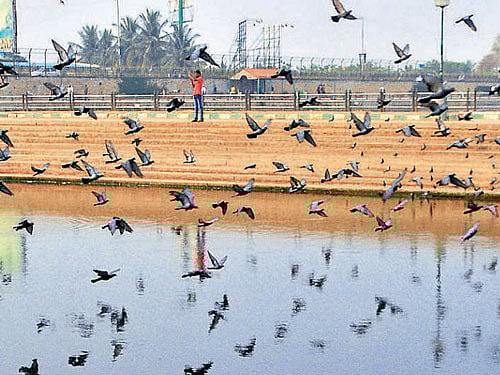 Mantri Developers is said to be coming up with a residential project on 7.2 acres of Sankey Tank catchment area. DH FILE PHOTO