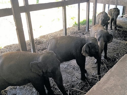The five female elephants living in unhygenic conditions at an under-construction building in Mandya district. DH PHOTO