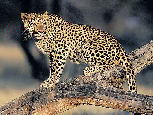 NUMBERPROJECTION India's total leopard population is estimated to be in the range of 12,000 to 14,000.