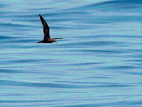 Jouanin's Petrel was spotted by bird watchers during a pelagic bird survey in Coastal Karnataka. Photo/ Shivashankar