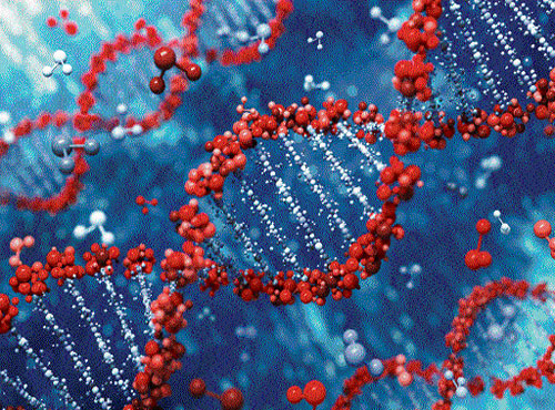 Preserved Despite many environmental pressures, the DNA, by and large remains intact.