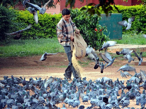 This shift towards more sedentary behaviour could allow pathogens transmitted through feces, like salmonella, to build up and pose risks for both birds and humans. DH file photo