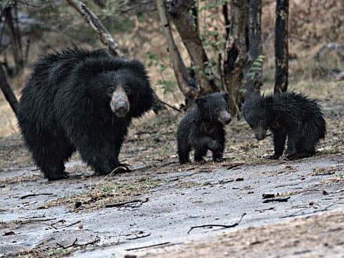 The residents said the Gavisiddeshwara hill near the village had become a shelter for bears. They claimed that the Forest department did not take any steps though the villagers informed it of movement of bears. A case has been registered at the Hosadurga police station. DH file photo