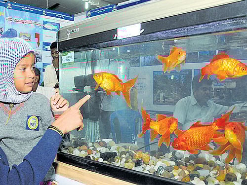 A woman helps her child to take a look at the fish on display at 'Matsya Mela' organised as part of Krishi Mela in the City on Thursday. dh photo