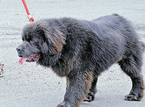 Citizens are of the opinion that pet owners are negligent when it comes to disposing of the faeces of their pets on  the streets. DH FILE PHOTO