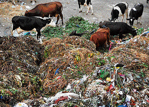 Bengaluru is in garbage crisis mode, yet again. Sparked by an avalanche of nasty pile-ups across the city, the problem has assumed monstrous proportions. DH file photo