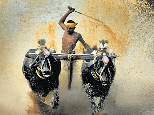 Kambala