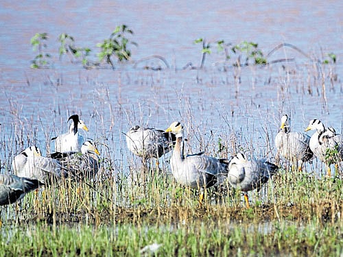 The bar-headed geese spotted at Nallur lake in Chamarajanagar taluk. Dh PHOTO/B Vijayakrishna