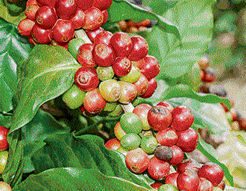 NCBS working on natural cure for stem borer disease