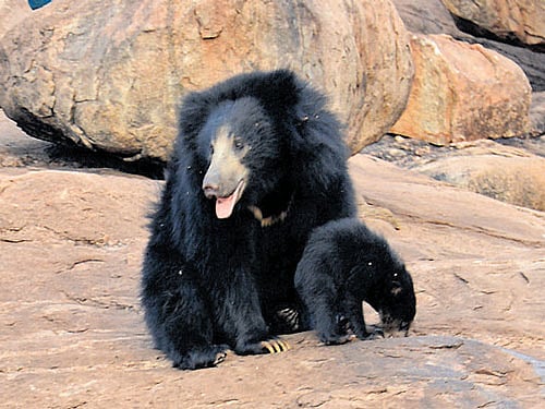 Tumakuru district is said to have the highest population of sloth bears in Karnataka. dh file photo